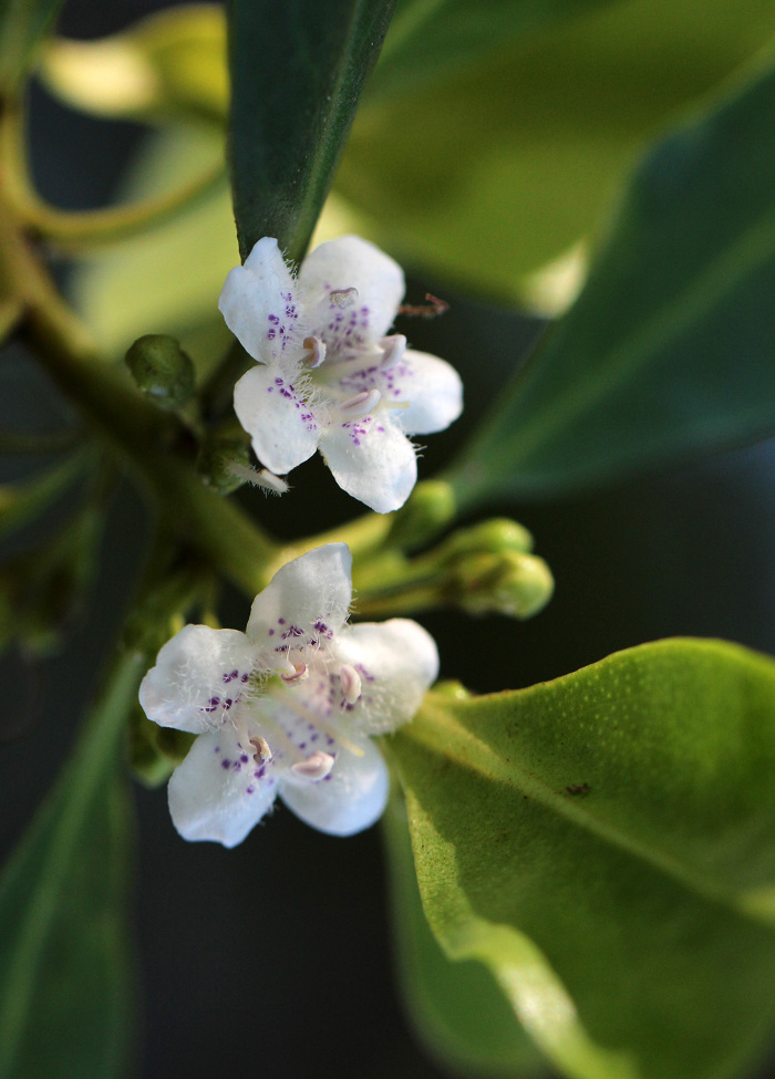 Pormenor das flores