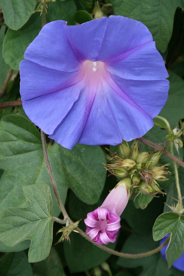 Pormenor das flores