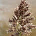 <em>Phragmites australis</em> (Cav.) Trin. ex Steud.