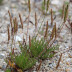<em>Plantago coronopus</em> L.