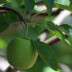 Fruto (maçã)