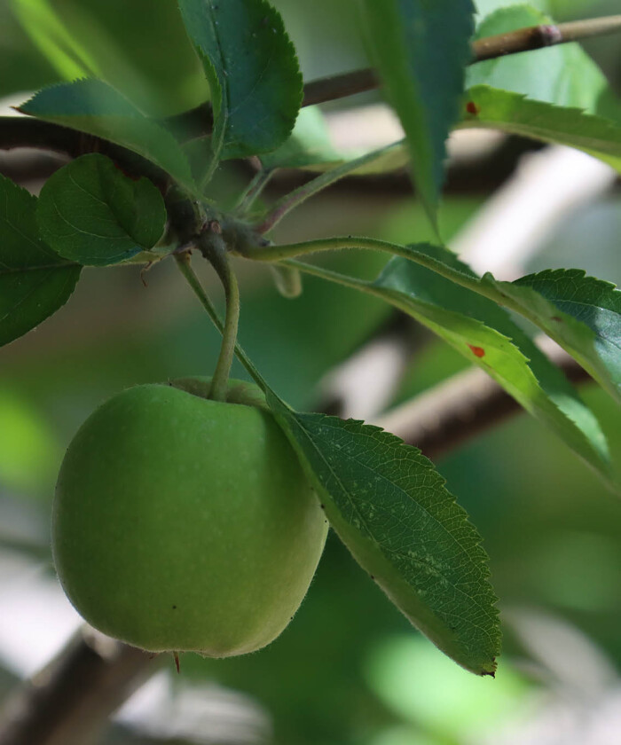 Fruto (maçã)