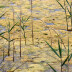 <em>Phragmites australis</em> (Cav.) Trin. ex Steud.