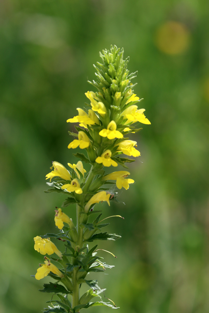 <em>Parentucellia viscosa</em> (L.) Caruel