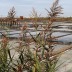 <em>Phragmites australis</em> (Cav.) Trin. ex Steud.