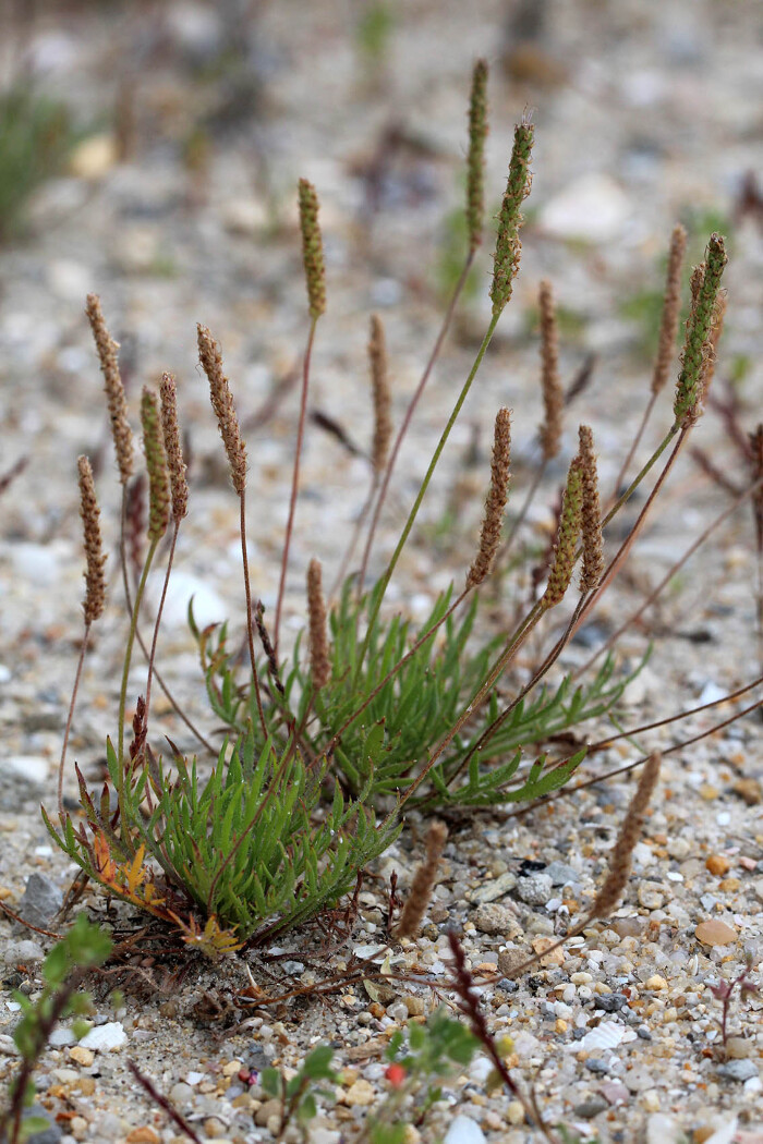 <em>Plantago coronopus</em> L.