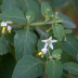 Pormenor das flores