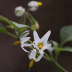 Pormenor das flores