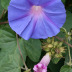 Pormenor das flores