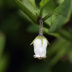 Pormenor da flor