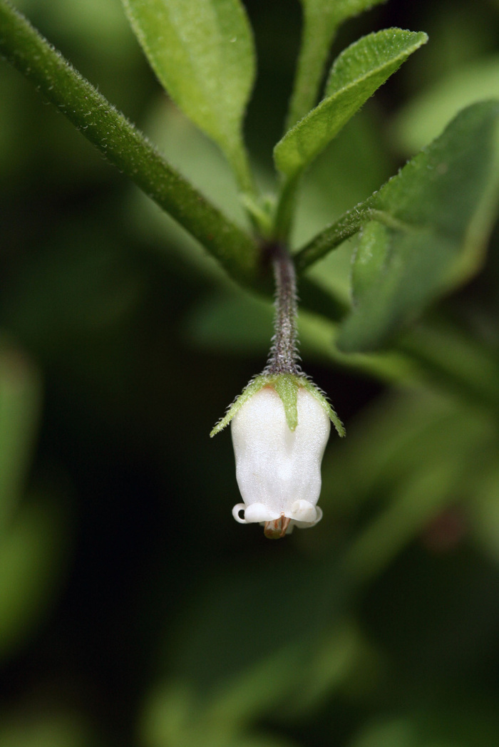 Pormenor da flor