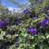 Pormenor das flores