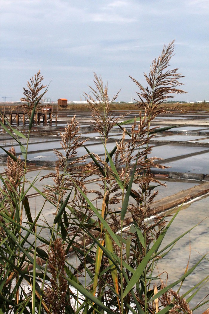 <em>Phragmites australis</em> (Cav.) Trin. ex Steud.