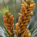 Cones femininos
