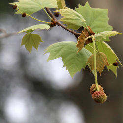 Em floração, pormenor das flores