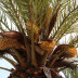 <em>Phoenix dactylifera</em> L.