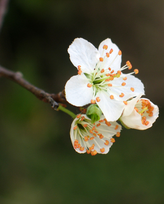 Pormenor das flores