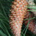 Cones femininos
