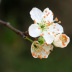 Pormenor das flores
