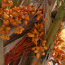 <em>Phoenix dactylifera</em> L.