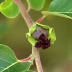 Pormenor da flor