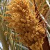 <em>Phoenix dactylifera</em> L.