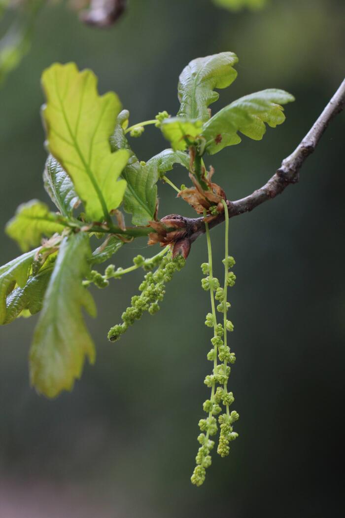 <em>Quercus robur</em> L.