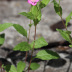 Pormenor da flor