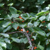 Pormenor das flores