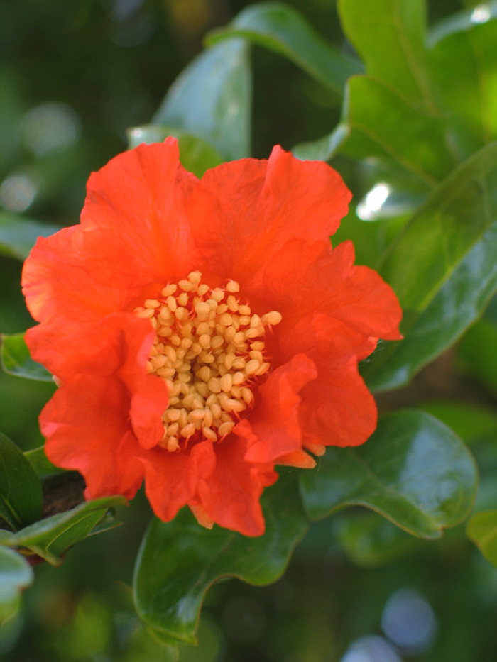 Pormenor da flor