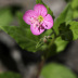 Pormenor da flor