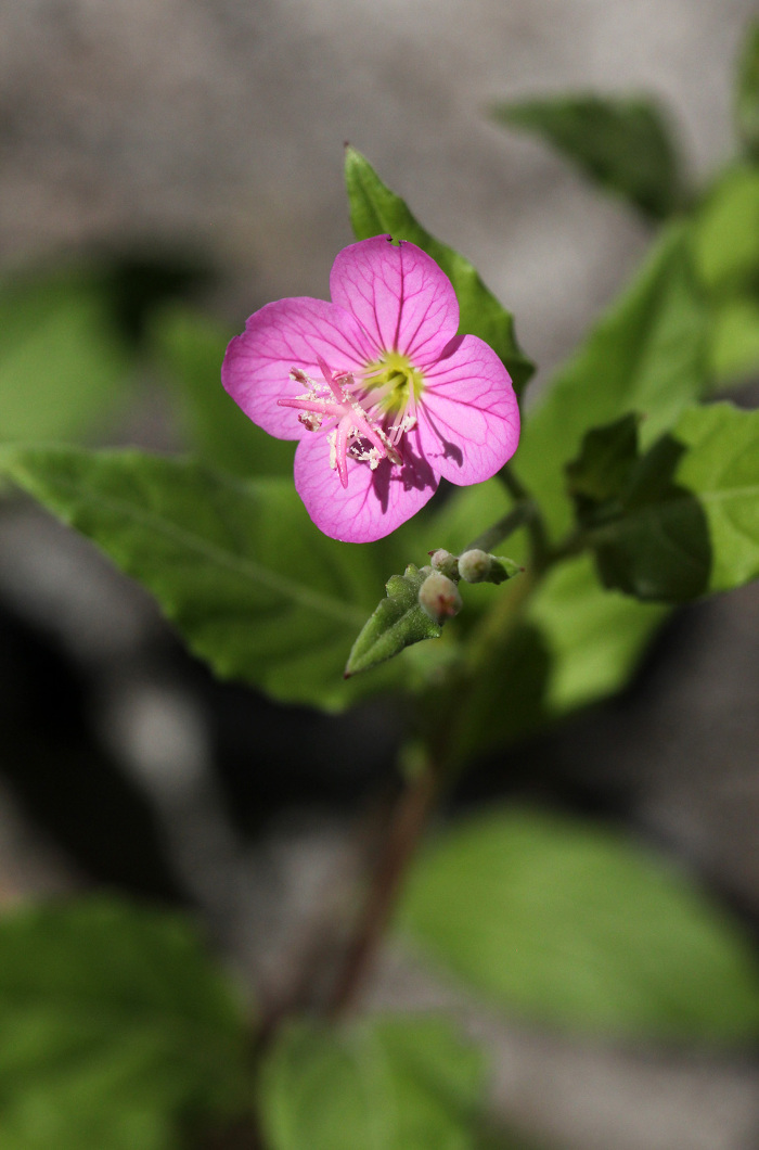 Pormenor da flor