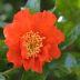 Pormenor da flor