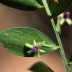 Pormenor das flores