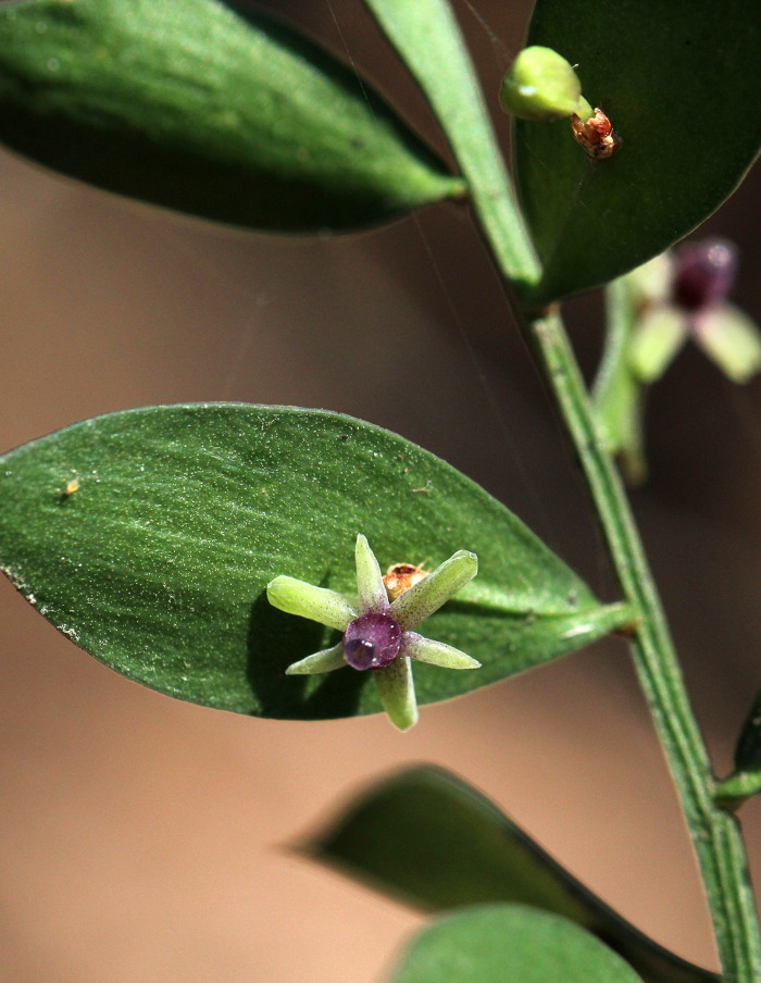Pormenor das flores