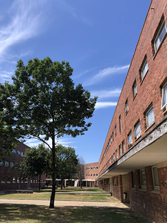 <em>Quercus rubra</em> L.