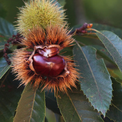 Em frutificação, com os ouriços abertos e com castanhas (sementes)