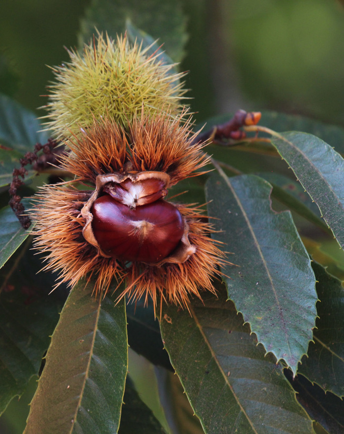 Em frutificação, com os ouriços abertos e com castanhas (sementes)