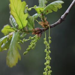 <em>Quercus robur</em> L.