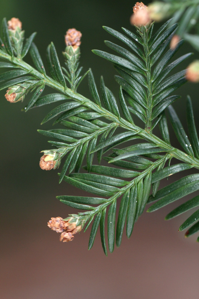 Ramo em floração (cones masculinos)