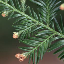 Ramo em floração (cones masculinos)
