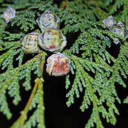 Em frutificação (gálbulas)