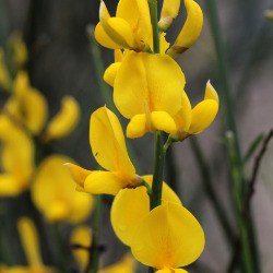 <em>Spartium junceum </em>L.