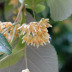 Em floração, pormenor das flores