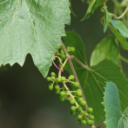 Inicio da frutificação
