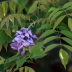Pormenor das flores