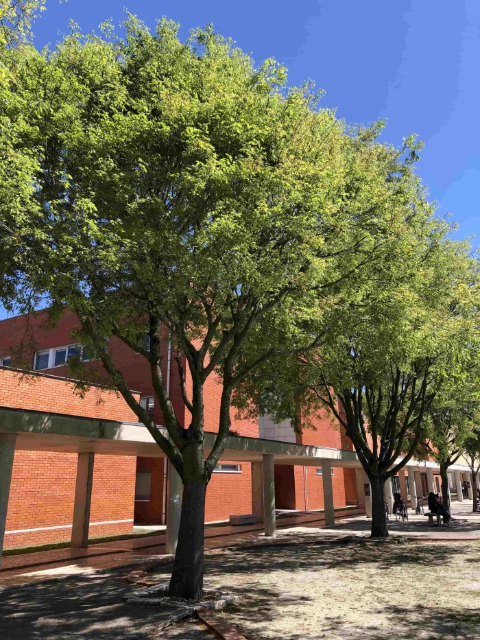 <em>Celtis australis </em>L.