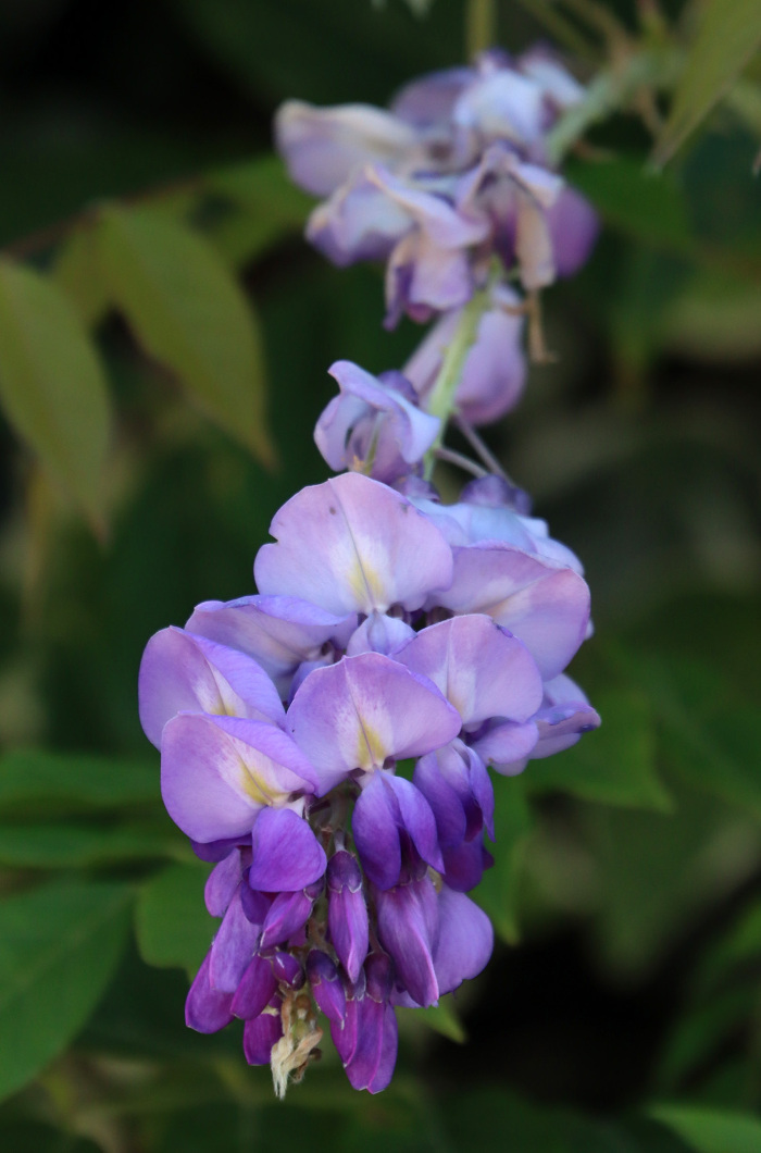 Pormenor das flores