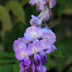 Pormenor das flores