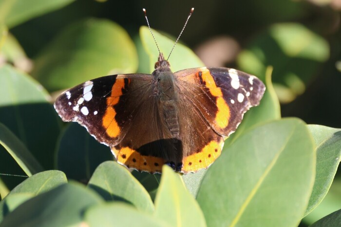 Fonte: Tom Forwood Jr. (11 de janeiro de 2025). Recuperado de https://www.inaturalist.org/observations/258179102